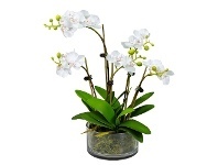 Thatcher Artificial Phalaenopsis Orchid in Pot, 36cm, White Flower