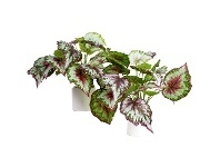 LivingStyles Glamorous Fusion Potted Artificial Wax Begonia Twin Set, 40cm, Red Vein offer