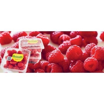 Australian raspberries 125g punnet