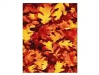 LivingStyles Pheonix Autumn Modern Rug, 160x230cm offer