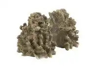 LivingStyles Set of Polyresin Coral Bookends offer