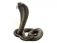 LivingStyles Veronese Cold Cast Bronze Coated Wild Life Figurine, King Cobra offer