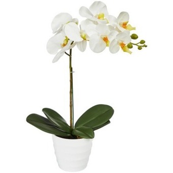 Coles Marketlane orchid single stem offer