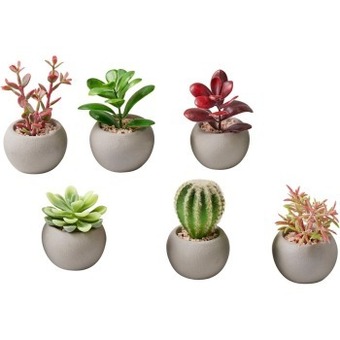 Coles Marketlane potted faux succulent plant offer