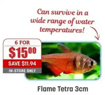 Pets Domain Flame Tetra 3cm offer