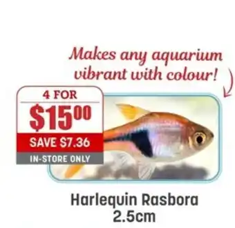 Harlequin Rasbora 2.5cm
