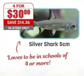 Silver Shark 5cm
