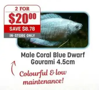 Male Coral Blue Dwarf Gourami 4.5cm
