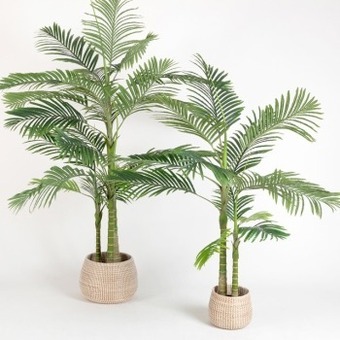 Pillow Talk Bangalow palm by m.u.s.e. offer