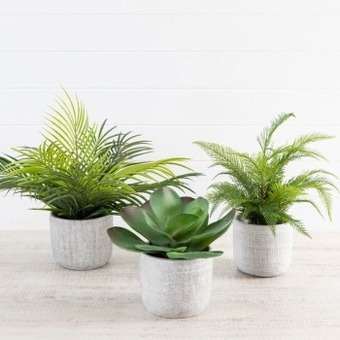 Regent potted plant by m.u.s.e.