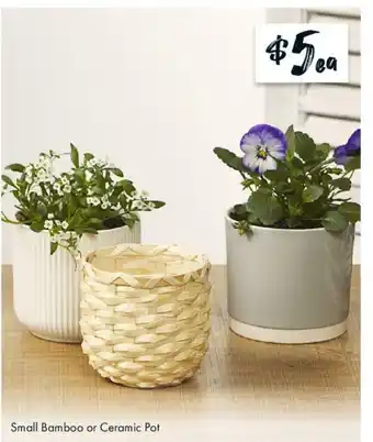 The Reject Shop Small Bamboo or Ceramic Pot offer