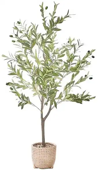 Myer Heritage olive tree offer