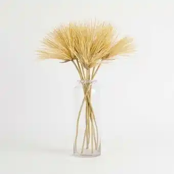 Pillow Talk Papyrus natural stem by m.u.s.e. offer