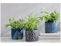 Ferns in Decorative Pots