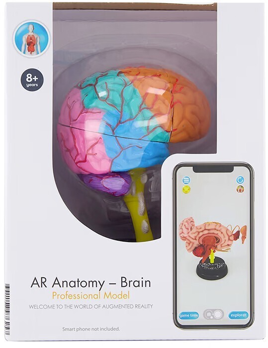 Ar anatomy model brain offer at Kmart