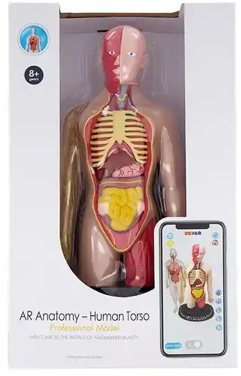 Ar anatomy model human torso