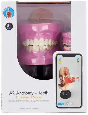 Kmart Ar anatomy professional model - teeth offer