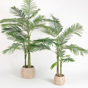 Pillow Talk Bangalow palm by m.u.s.e. offer