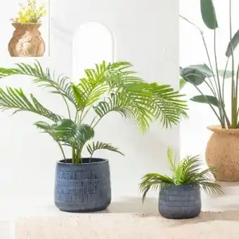 Pillow Talk Areca palm by m.u.s.e. offer