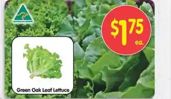 Spar Green oak leaf lettuce offer