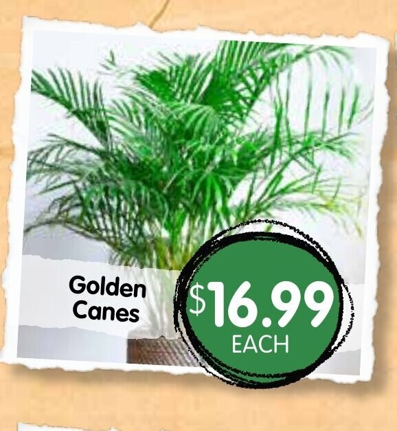 Golden Canes offer at Spudshed