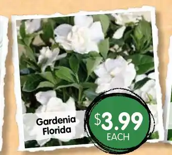 Gardenia Florida