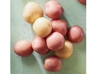 ALDI The Babes Baby White and Red Potatoes offer