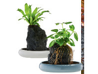 ALDI Indoor Desk Plant offer