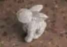 Sparkle Bunny