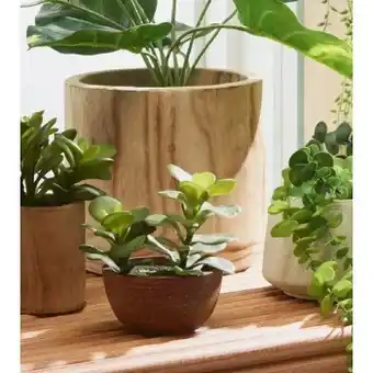 Spotlight Wooden planter pot 20cm offer