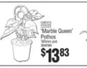Marble Queen Pothos