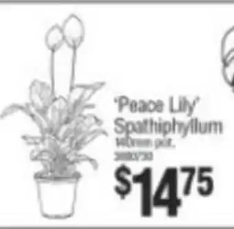 Peace Lily Spathiphyllum