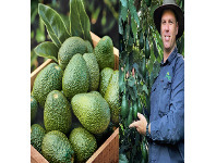 ALDI Home-Grown Avocados offer