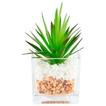 Spotlight Succulent in glass vase offer