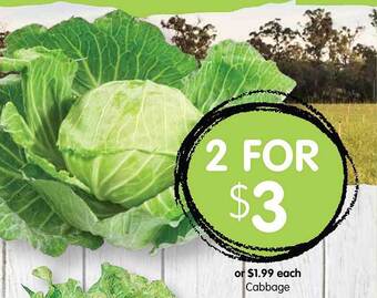 Cabbage