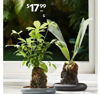 ALDI Indoor Desk Plant offer