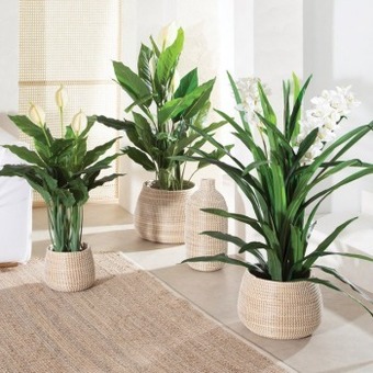 Pillow Talk Cove basket planter by m.u.s.e. offer