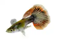 Aquarium Industries Male Assorted Guppies (3.5 cm)