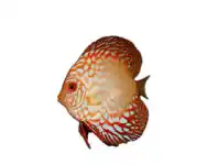 Just For Pets Aquarium Industries Assorted Discus (5 cm) offer