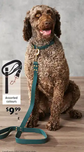 Dog Lead and Collar Assortment