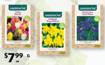 ALDI Assorted Packet Bulbs offer