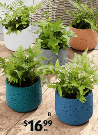 ALDI Fern in Ceramic Pot offer