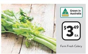 Farm fresh celery