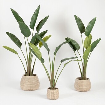 Pillow Talk Bird of paradise plant by m.u.s.e. offer