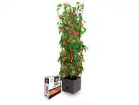 BIG W Mr Fothergill’s Tomato Growing Tower Kit offer