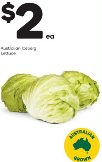 Australian Iceberg Lettuce