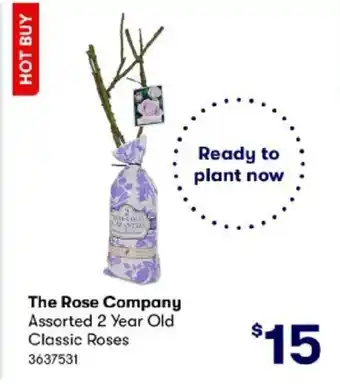 BIG W The Rose Company Assorted 2 Year Old Classic Roses 3637531 offer