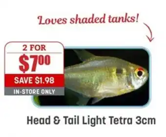 Head & Tail Light Tetra 3cm