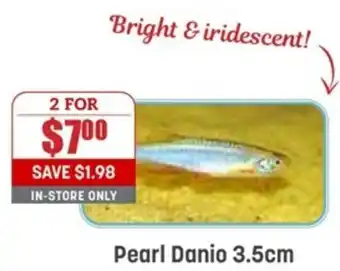 Pearl Danio 3,5cm