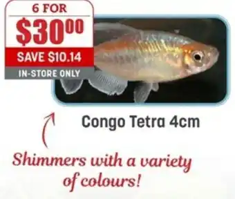 Congo Tetra 4cm